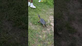 Chelydra SerpentinaCommon Snapping turtles 2 at once feed [upl. by Enyaw667]