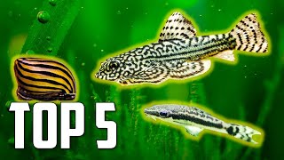 Top 5 Algae Eaters to Clean Your Aquarium [upl. by Reyam]