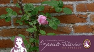 Le rosier de sainte Thérèse de Lisieux à St Ouen le Pin [upl. by Jenilee]