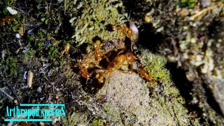 Insect Species  Pharaoh ants Monomorium pharaonis  Busy queen [upl. by Nomahs990]