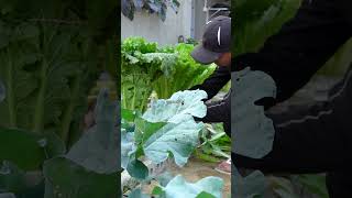 I Was Really Surprised By The Effectiveness Of This Simple Way Of Growing Napa Cabbage [upl. by Schonfield]