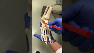 Midtarsal Joint Oblique Axis [upl. by Hsemin]