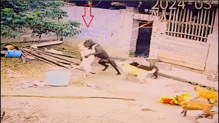 Bull terrier vs Cane Corso fight over dominance [upl. by Streetman]