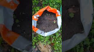 The Jalapenos seeds I planted in the recycled pet food bags have germinated [upl. by Rainah946]