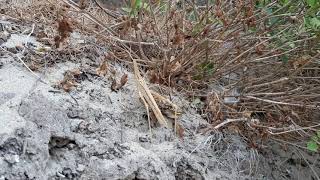 Truxalis nasuta Longnosed grasshopper [upl. by Nunciata]