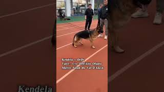 CSV Nov2024SG1 Female Youth Class germanshepherd dog allbreeds dogbreed gsd pets foryou [upl. by Ateiram119]