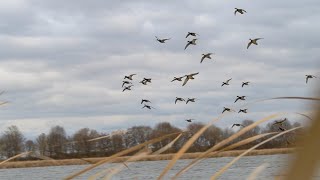 Duck Hunting BIG WATER DIVERS AND MALLARDS [upl. by Aratahs864]