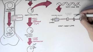 Immunology  Antibody Somatic VDJ Recombination I [upl. by Nappy]