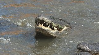 Alligators amp American Crocodile  Gatorland Orlando [upl. by Milburn]