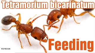 Tetramorium Bicarinatum Feeding [upl. by Midge593]