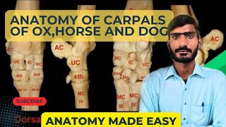 Lecture  15Anatomy of Carpals of Horse Ox and DogVeterinary anatomy in HindiUrdu [upl. by Anaira180]