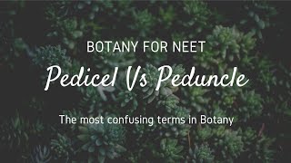 Pedicel Vs Peduncle The most confusing terms in Botany [upl. by Barnabas]