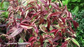 Colorful Coastal Doghobbles the many Leucothoe varieties [upl. by Kerri]