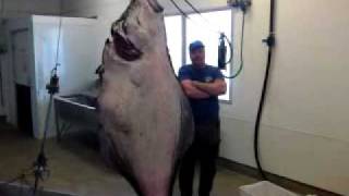 Helnessund Norway 210 kg world record halibut by fish pole 05 08 2009 [upl. by Horn]