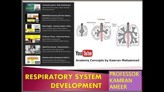 Respiratory System embryology Development of lungs M Kamran Ameer [upl. by Steck]