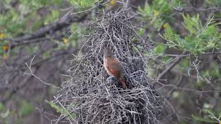 Chestnutbacked Thornbird Phacellodomus dorsalis [upl. by Schulz]