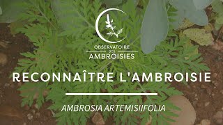 Reconnaître lAmbroisie à feuilles darmoise [upl. by Kohcztiy]