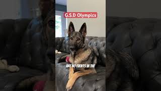 GSD Olympics funny dog sadiethesableshepherd [upl. by Tellford]