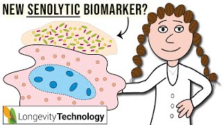 This new senescence biomarker may help evaluate senolytic efficacy [upl. by Akima]