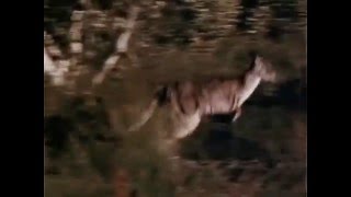 Skippy the Bush Kangaroo 1968  1970 Opening and Closing Theme With Snippet [upl. by Ijar]