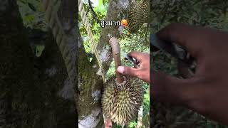 Harvesting durian  Green Farm 151 Harvestingdurian fruit satisfying harvest durian [upl. by Auhsoj]