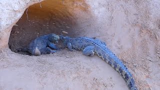 Komodo Dragon Fighting with Crocodile Protecting Eggs [upl. by Stubstad]