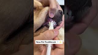 Easy Pet Teeth Cleaning Get the Pet Toothbrush for Fresh Breath amp Healthy SmilePawPalPetsPetCare [upl. by Bethel]