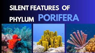 Porifera Characteristic features of the phylum porifera with examples zoology invertebrate [upl. by Caia]