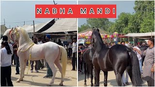 Nabha horse mandi 2024 [upl. by Eenolem]