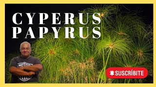 CYPERUS PAPYRUS  Papiro gigante  Plantas palustres🌾💚 [upl. by Anselme]