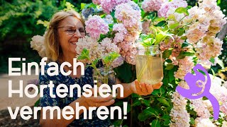 DIY Hortensien erfolgreich vermehren  Bewurzelungshilfe „Weidenwasser“ 🌱 [upl. by Amsaj]