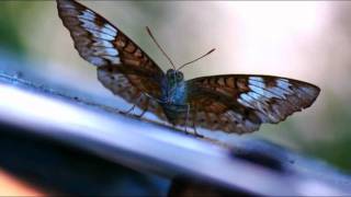 Walking Butterfly shoot with Sony NEX 5n [upl. by Ruhtua]