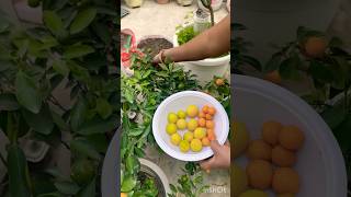 Lemon  sweet lime harvesting 😋fruitcutting organic lemon wintergarden shortsfeed [upl. by Ocimad]