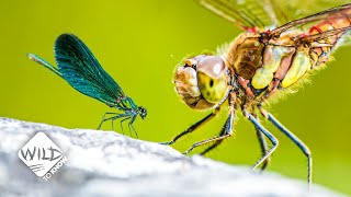 How Damselflies Stand Up Against Dragonflies  Wild to Know [upl. by Elisha]