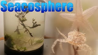 Huge Natural Saltwater Ecosphere  Starfish crabs and a lot more [upl. by Hyozo]