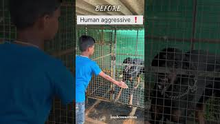 Aggressive Dog Training 🐕‍🦺 3 tears old dog dogtraining doglover viralshorts [upl. by Ballou593]