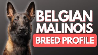 Belgian Malinois Everything You Need To Know – DOG CARE 101 [upl. by Ailadgim]