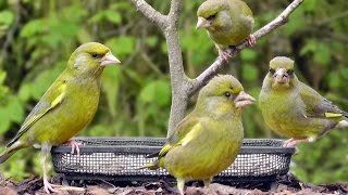 Greenfinch Birds Invasion [upl. by Coltin]