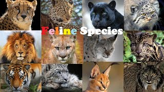 All Wild Cat Species  All Species Of Cat FamilyFelidae [upl. by Cotsen]