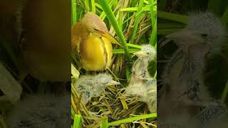 Amazing Bird Nest birds reviewbirdnest birdhome wildlife birdznest birdnest nature [upl. by Elleynod878]