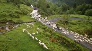 Transhumance Campan Tourmalet 2014 [upl. by Adabelle]