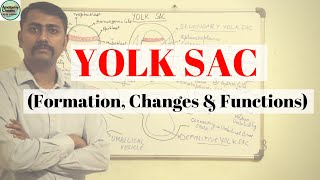 YOLK SAC I Formation I Changes in yolk sac I Functions [upl. by Margareta]