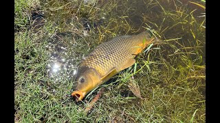 Discover Fly Fishing Carp [upl. by Aihsital]