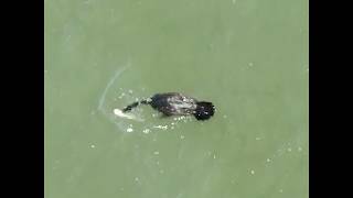 This is How A Cormorant Eats a Large Catfish [upl. by Damian]