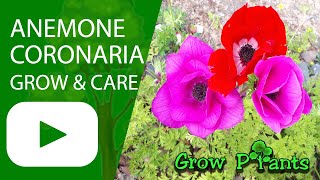 Anemone coronaria  grow amp care Poppy anemone [upl. by Eekorehc]