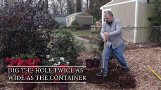 How to Plant Encore Azaleas  Expert Tips from HortTubes Jim Putnam [upl. by Nonnek]