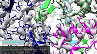 Rotavirus enzyme [upl. by Adnarim]