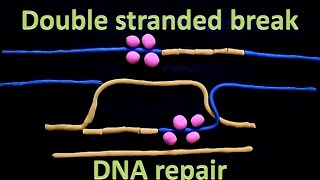 Making CRISPRCas9 work in the brain [upl. by Coward]