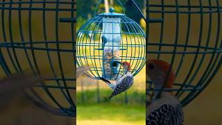 Woodpecker Twists into House Finch Bird Feeder birds burung wildlife woodpecker [upl. by Ardnwahsal]