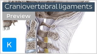 Craniovertebral ligaments and joints preview  Human Anatomy  Kenhub [upl. by Haff485]